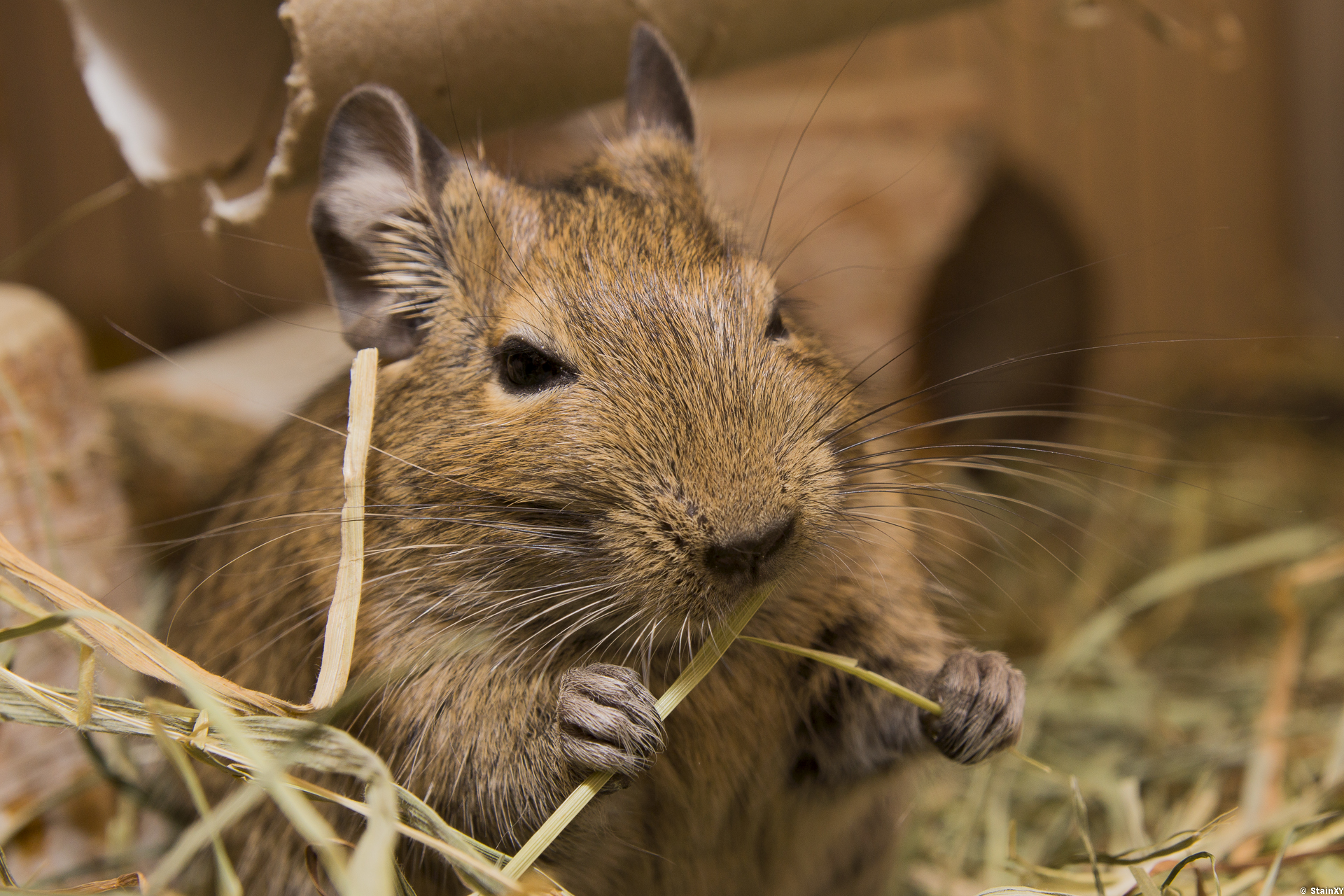 Degu