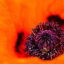 Papaver