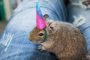 Party Degu