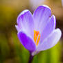 Crocus