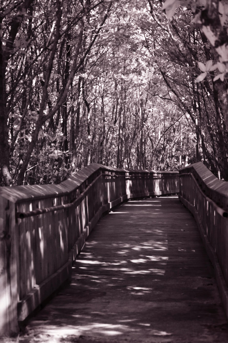 Path through the Mangroves