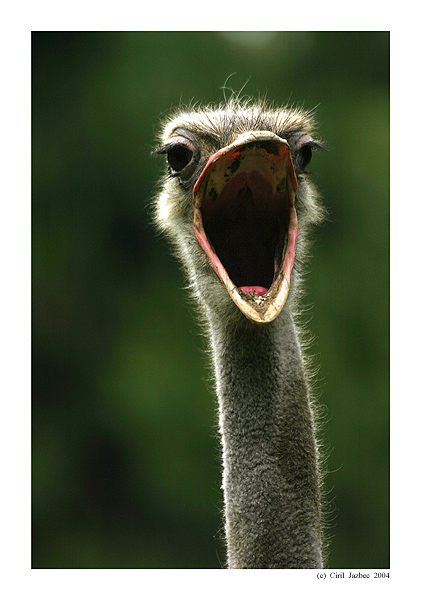 Yawning ostrich