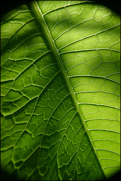 Green landscape