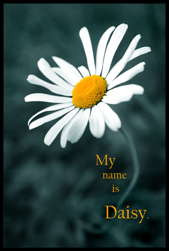 My name is daisy