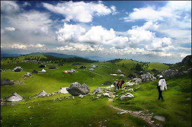 Slovenian Alpine meadow