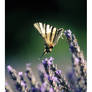 A butterfly and lavender