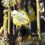 Weidenhummel