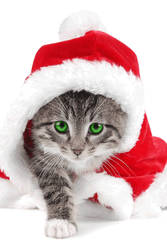 Santa Cat xD