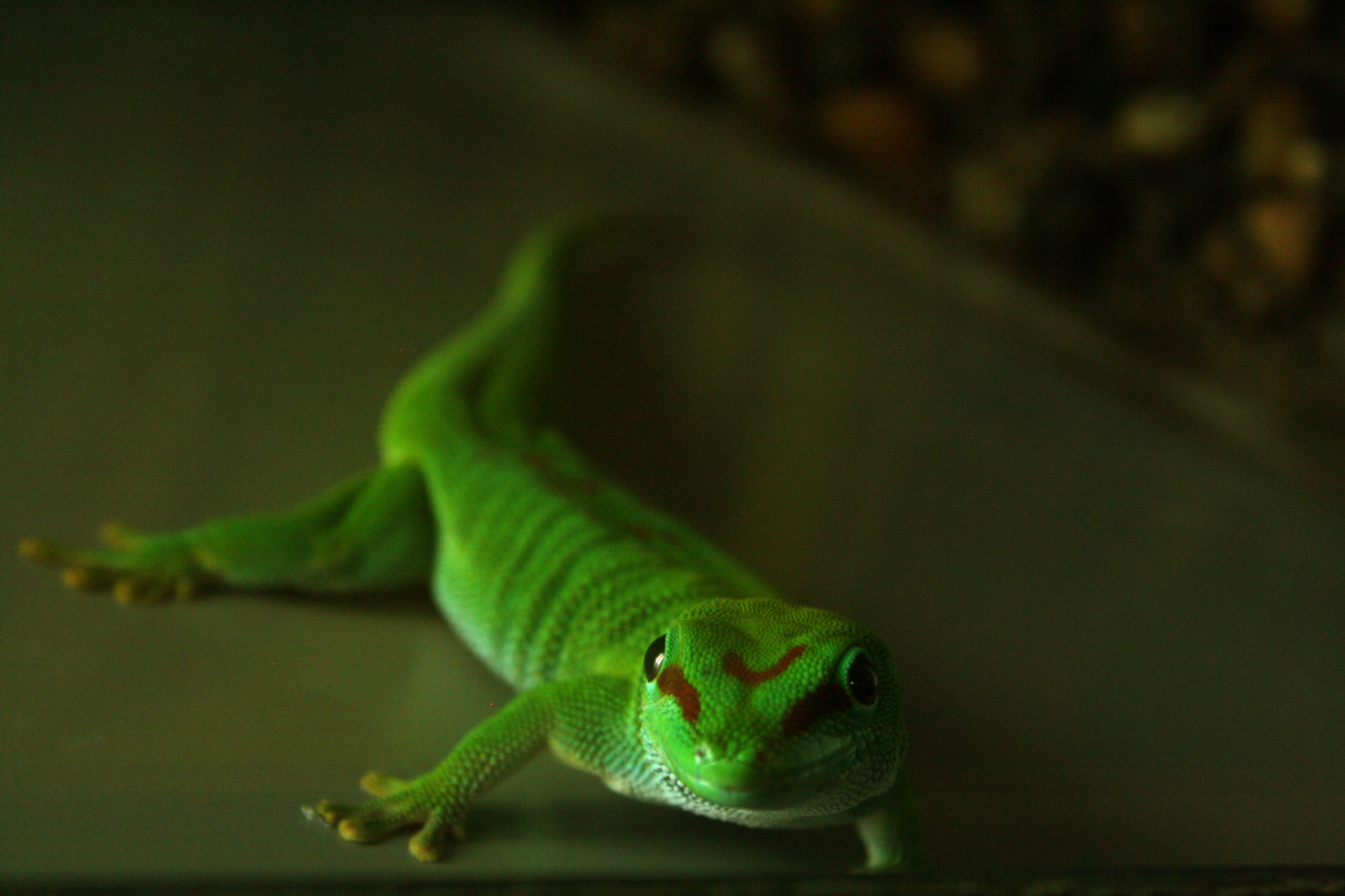 Little Green Gecko