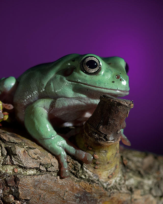 Litoria caerulea II by Saurus8 on DeviantArt