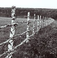 Old Fence