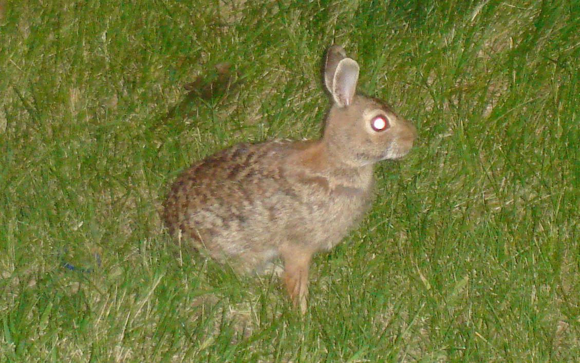 Scraggly Rabbit by kskerr on DeviantArt