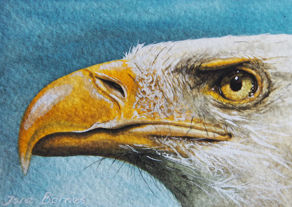 Bald Eagle Miniature By MASQUERADE53 On DeviantArt