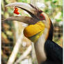 Hornbill