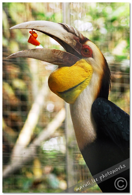 Hornbill