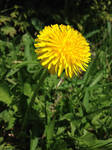 Dandelion HD by Photoartistic26