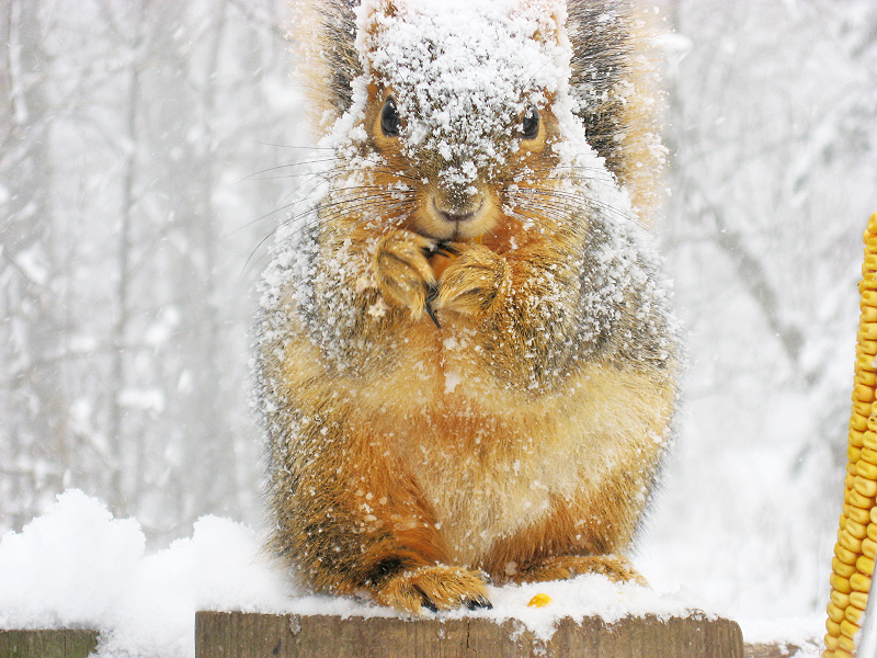 Squirrel Buddy 2