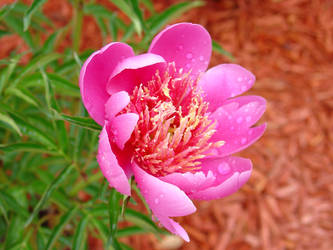 Japanese Peony