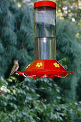 Humming Birds 1