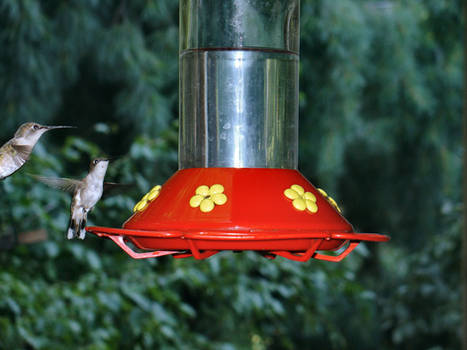 Humming Birds 4