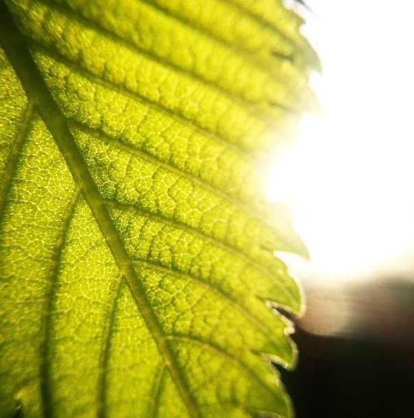 Macro Leaf