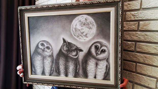 owls