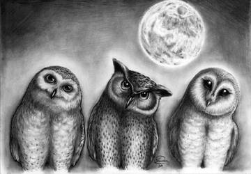 owls