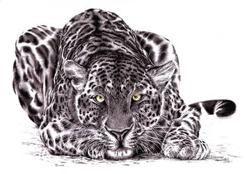 leopard