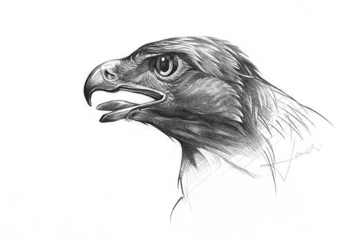 Steinadler_realistic2016