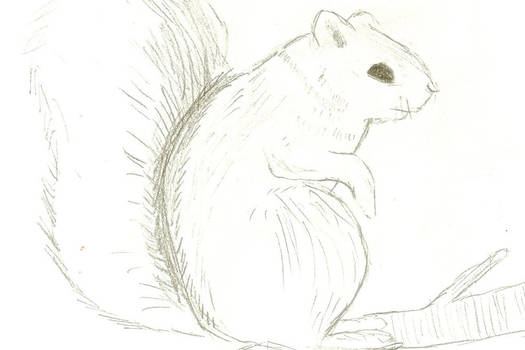 Squirrel sketch