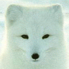 Arctic Fox 2