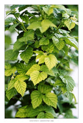 Leaves_Stock_01