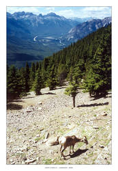 Banff_Stock_01