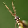 Empusa