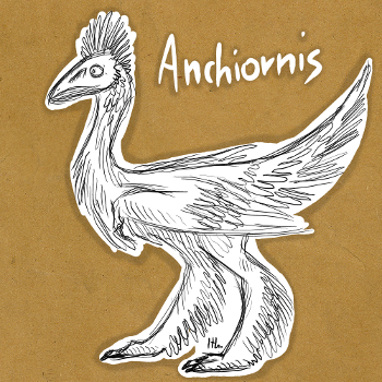 Anchiornis