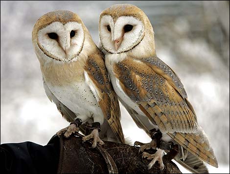 2 owls