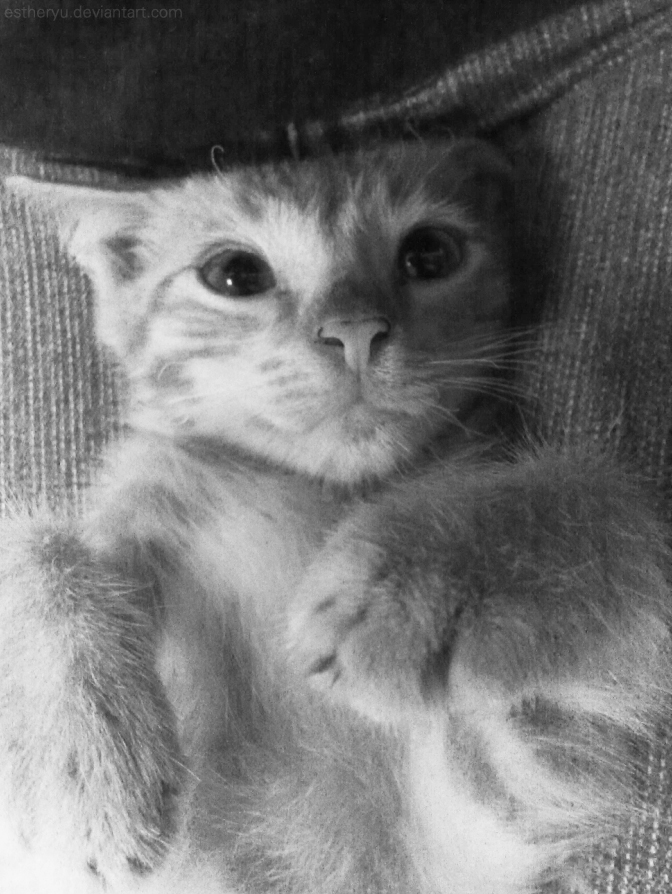 Cat by Estheryu