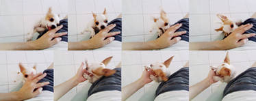 ChiWaWa Dog