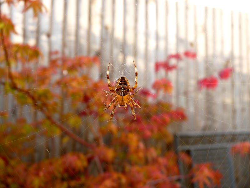 Spider in Autumn Leaves