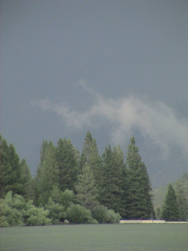 Trees + Low Clouds