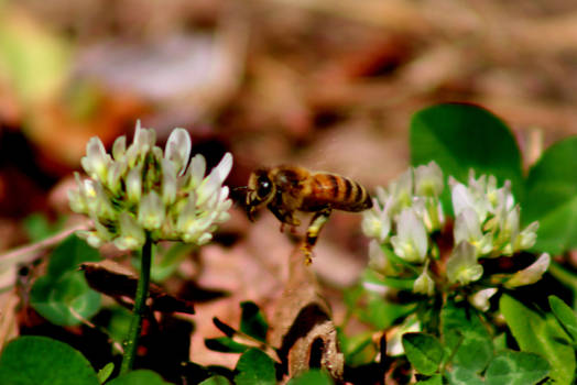 Coming In For A Landing