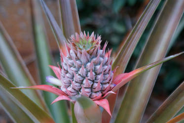 Pineapple Blossom