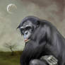 The Bonobo