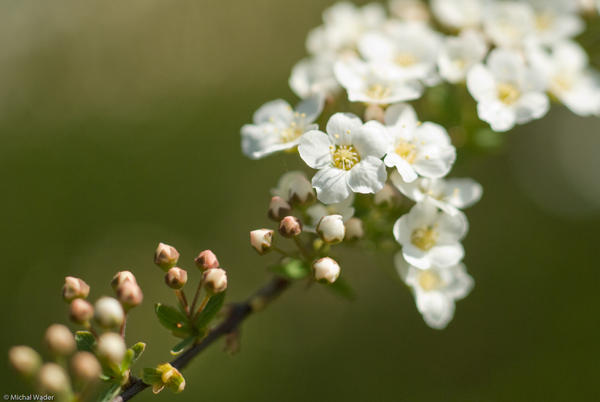 spring by Dante-Dumont on DeviantArt