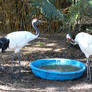 Red-crowned Crane