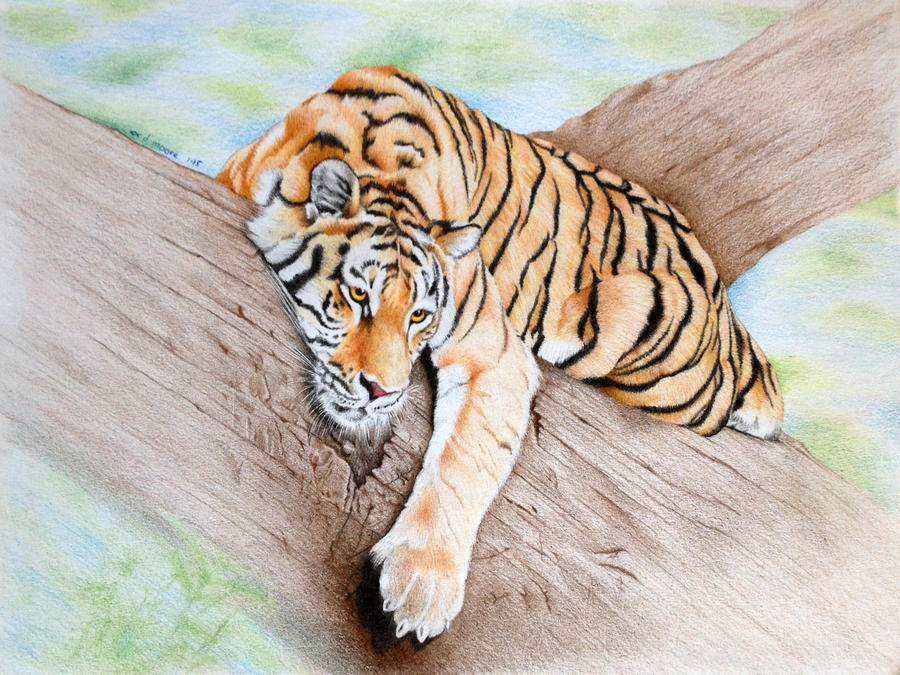 Tiger In Tree by tigerpurple