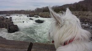 Great Falls Park