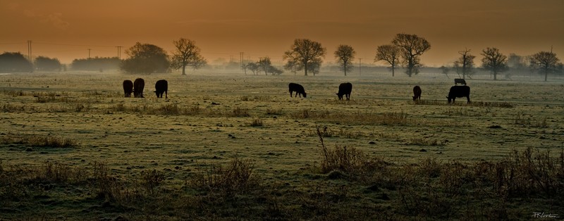 Early Morning Mist