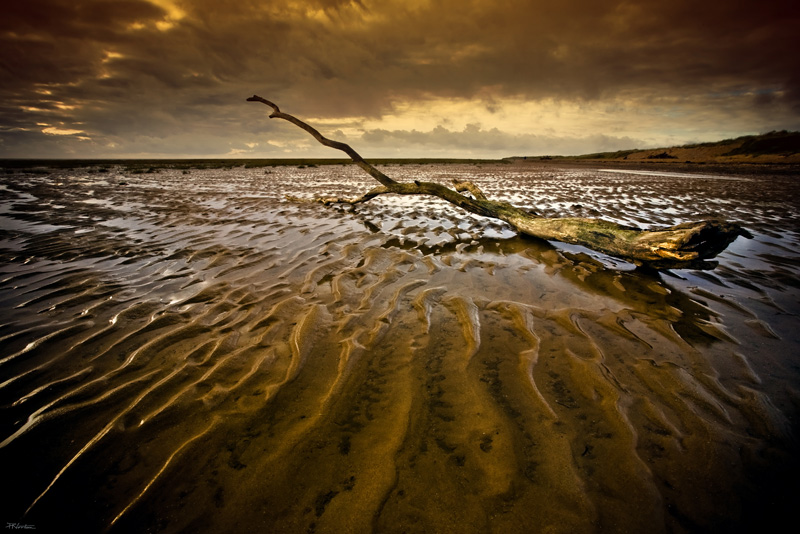 Twisted Log