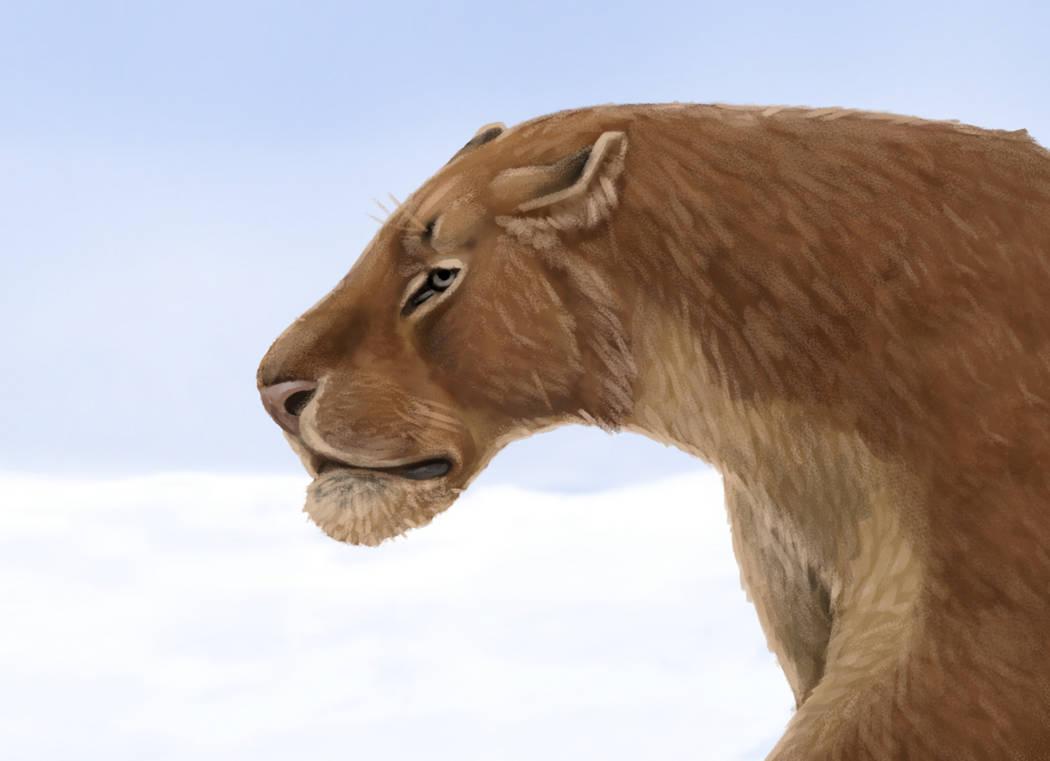 Homotheriini Homotherium Homotherium